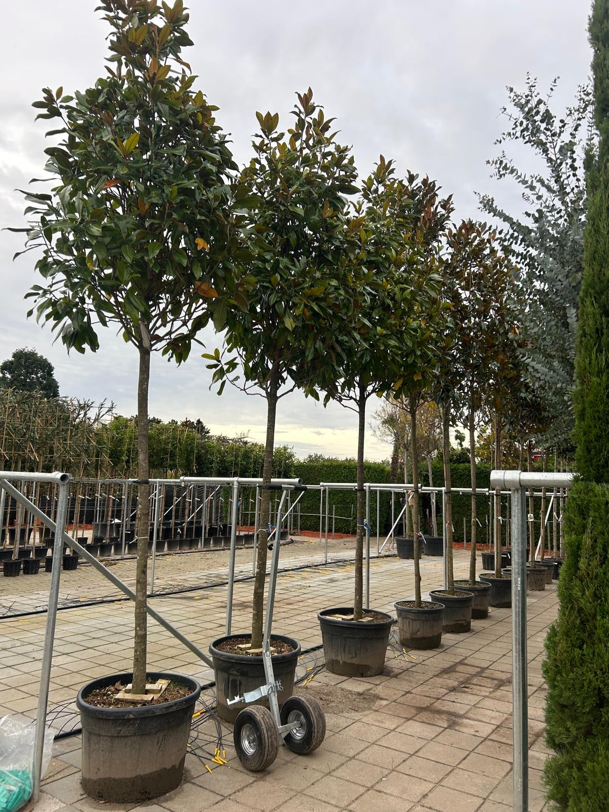 Magnolia Grandiflora - Standard Trees (180-190cm clear stem)
