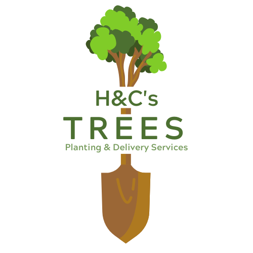 Prunus cerasifera ‘Nigra’ (Purple Cherry Plumb) MULTI STEM