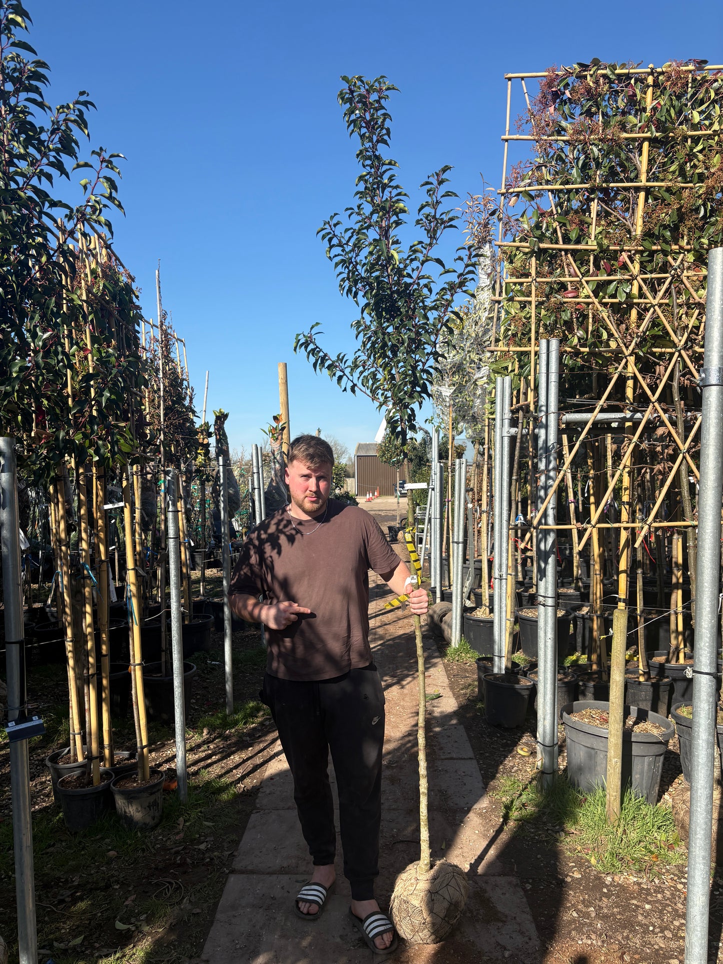 Prunus lusitanica (Portuguese Laurel) 3/4 standard trees (150 -160cm clear stem)