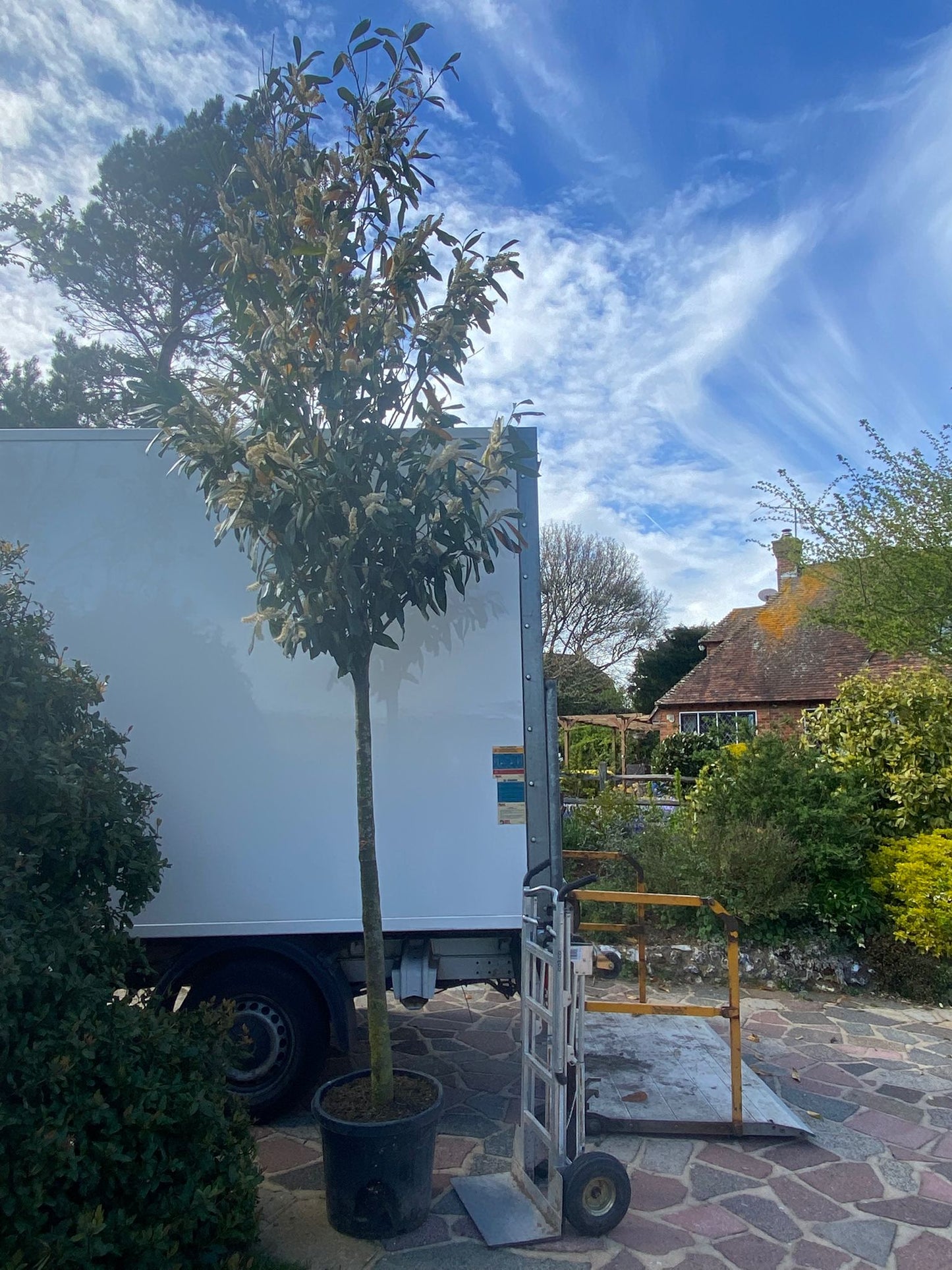 Prunus laurocerasus 'Rotundifolia' (English Cherry Laurel) - full standard (180-190cm clear stem) CONTAINER GROWN