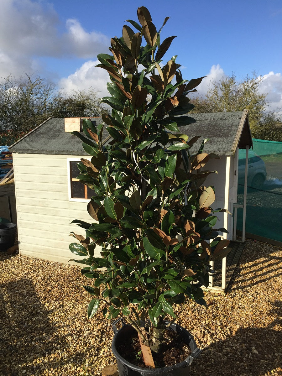 Magnolia Grandiflora - Cones/bushes