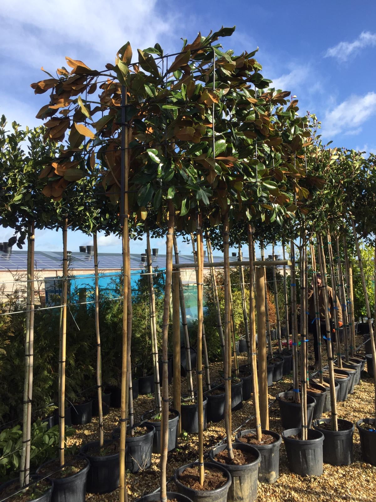 Pleached magnolia - Magnolia grandiflora - 180-200cm clear stem