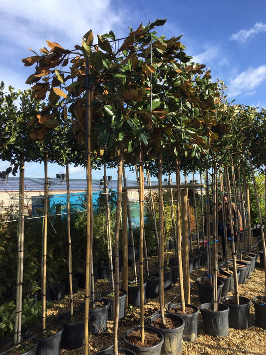 Pleached magnolia - Magnolia grandiflora - 180-190cm clear stem