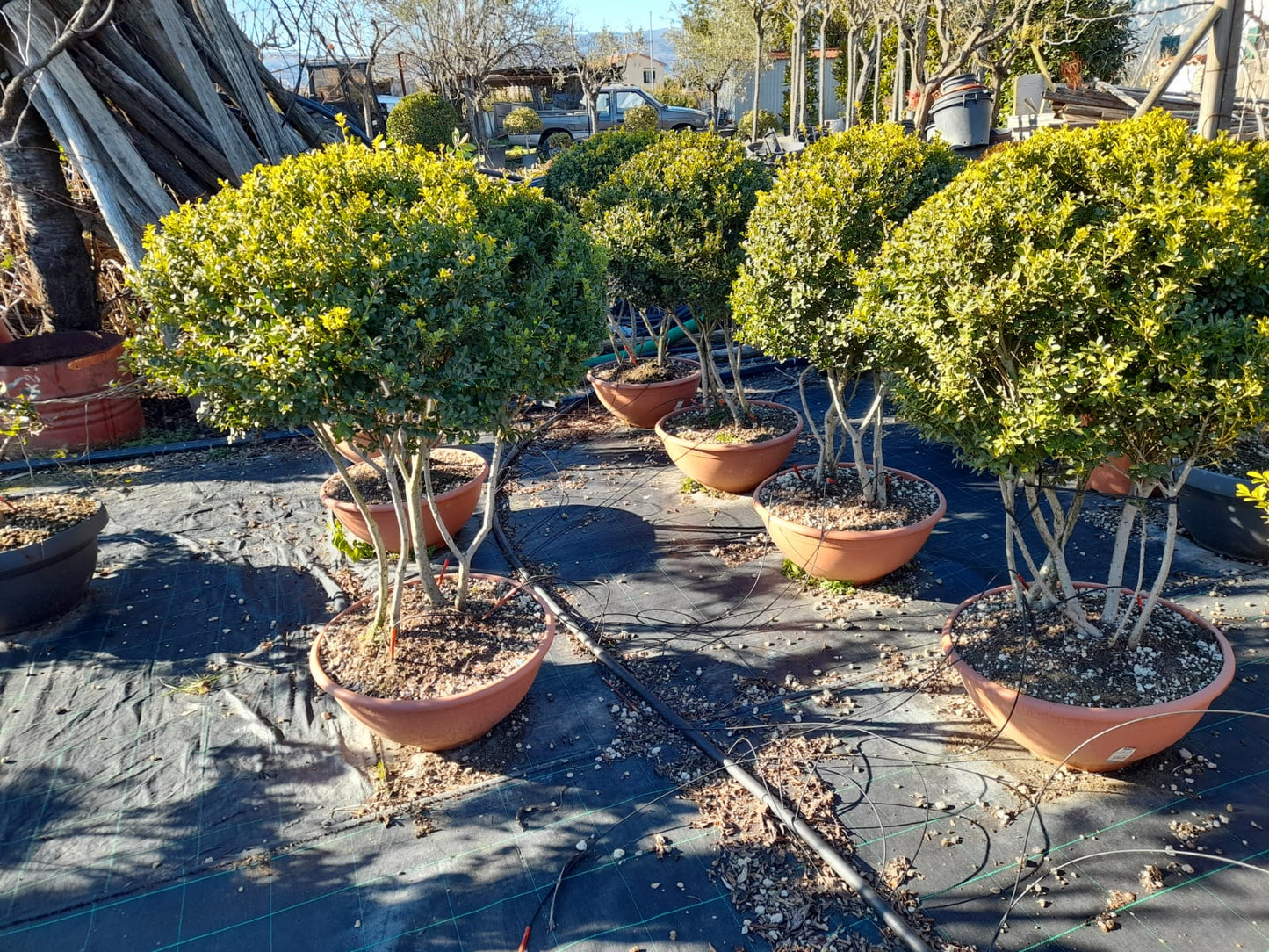 Ilex crenata in a bowl