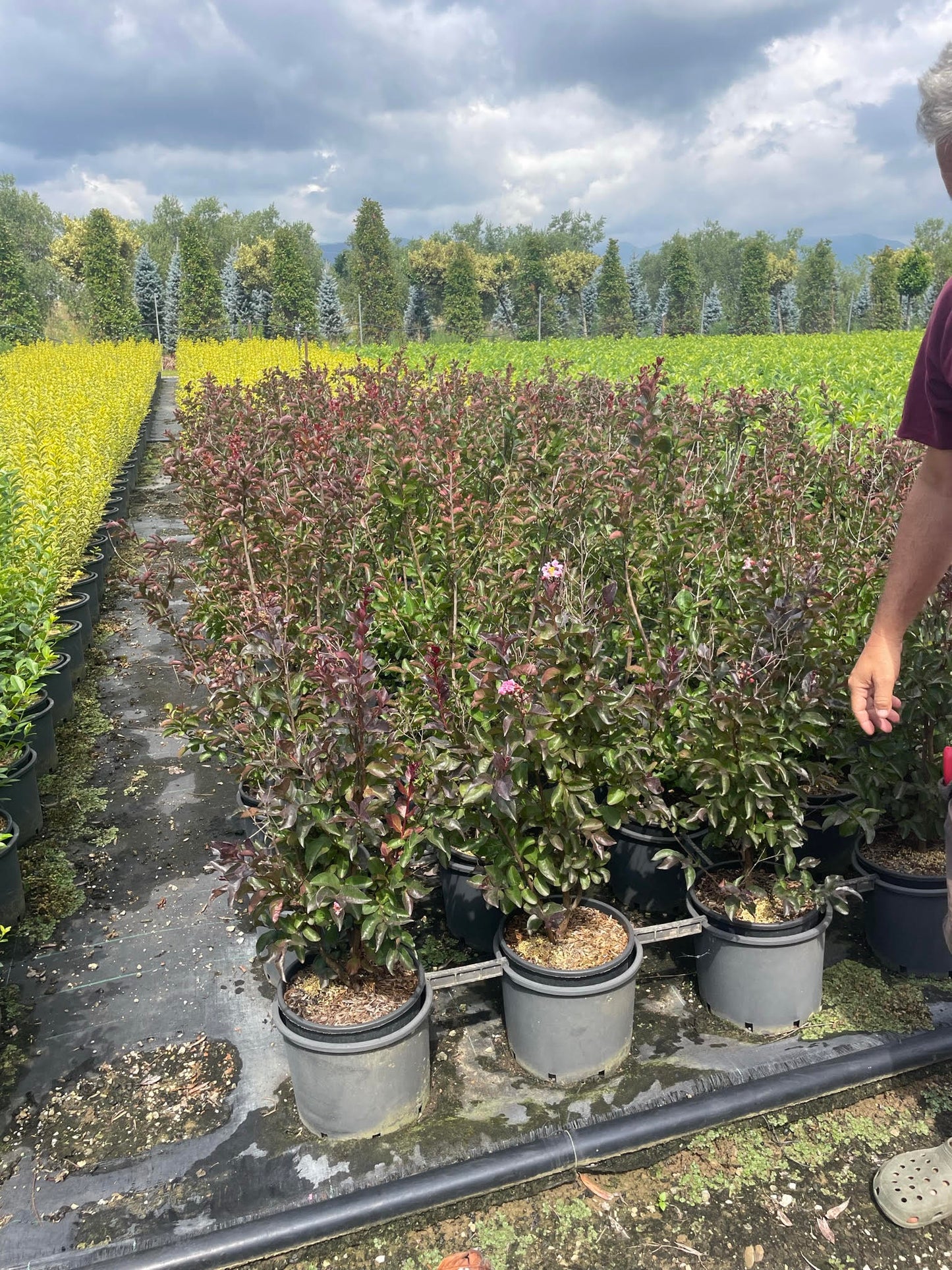 Ligustrum Rhapsody Pink - Hedging/shrubs