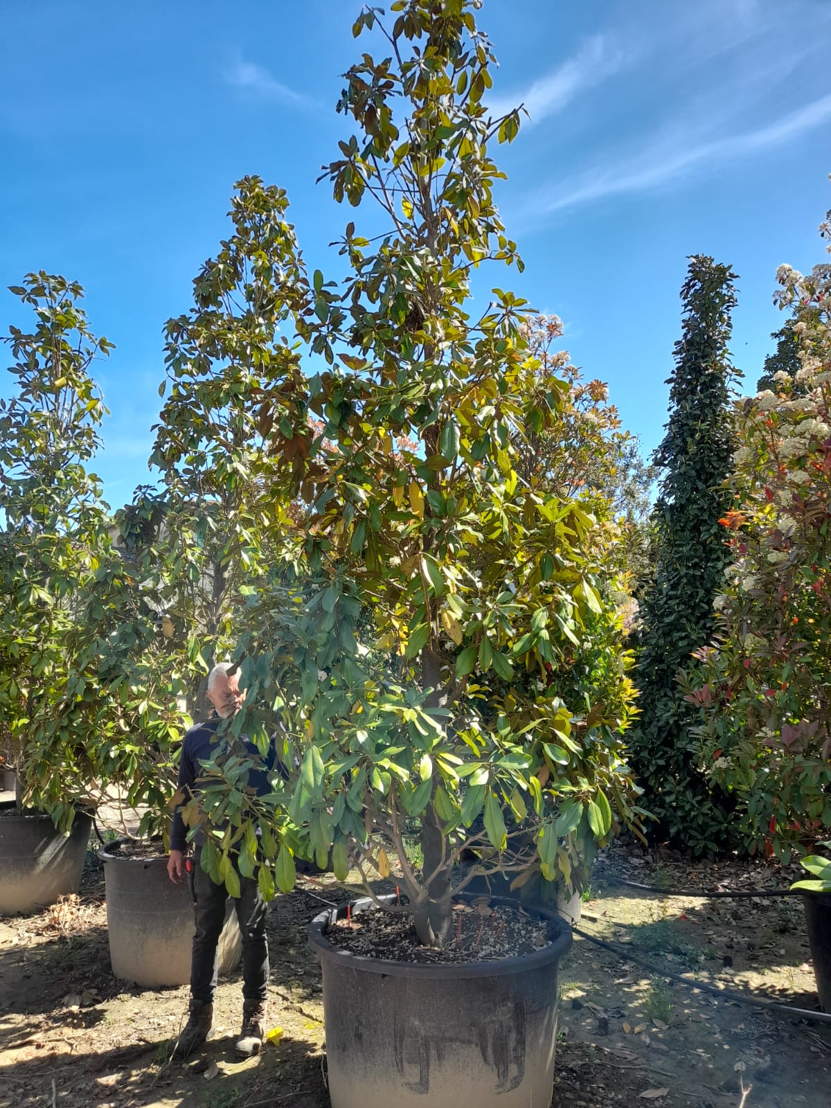 Magnolia Grandiflora - Cones/bushes
