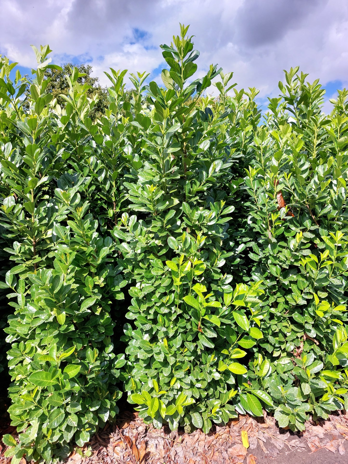 Prunus laurocerasus 'Rotundifolia' (English Cherry Laurel) - Hedging