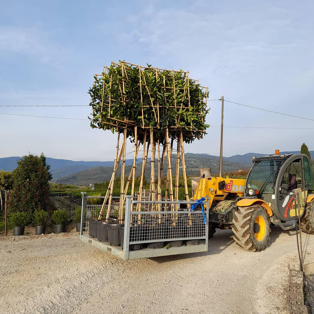 Mature Prunus laurocerasus 'Rotundifolia' (English Cherry Laurel) - Pleached