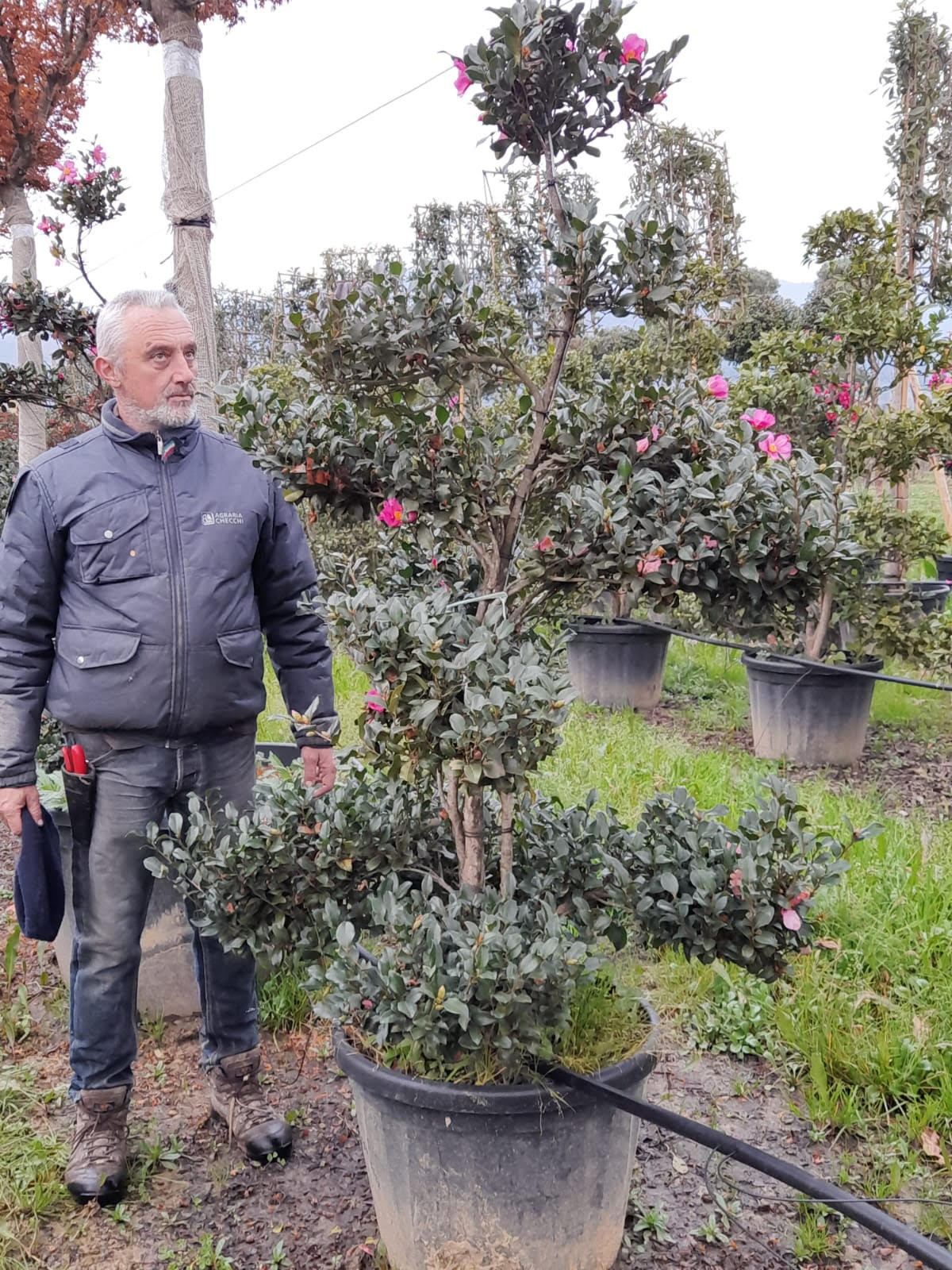 Camellia sasanqua Cleopatra bonsai