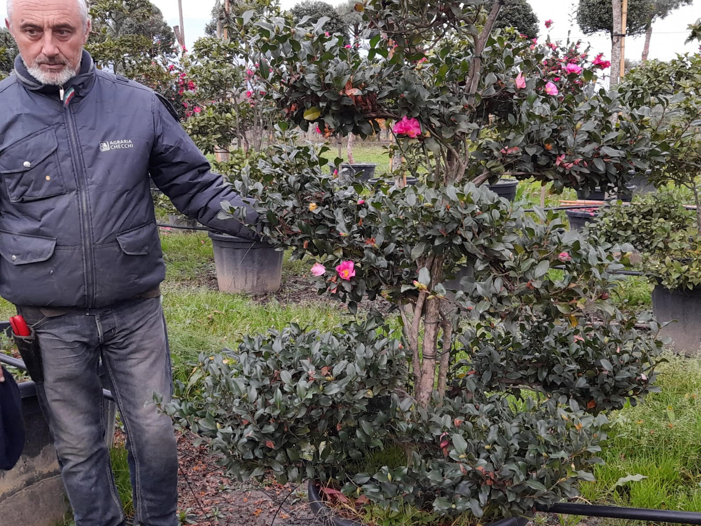 Camellia sasanqua Cleopatra bonsai