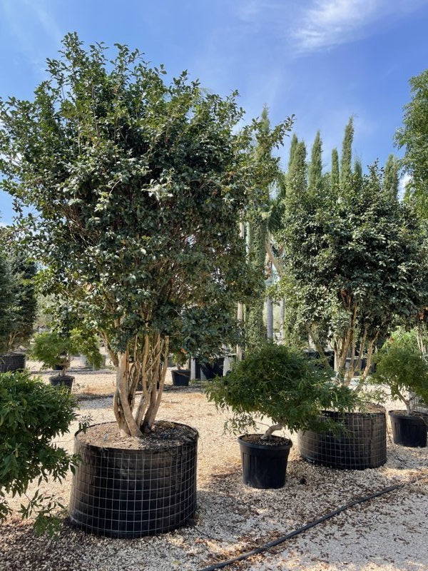 Camellia Sasanqua 'Cleopatra' multistem