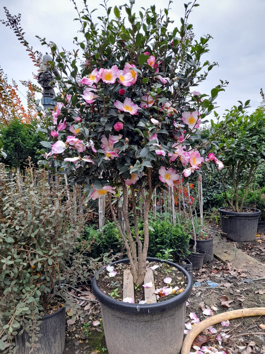 Camellia Sasanqua 'Cleopatra' multistem