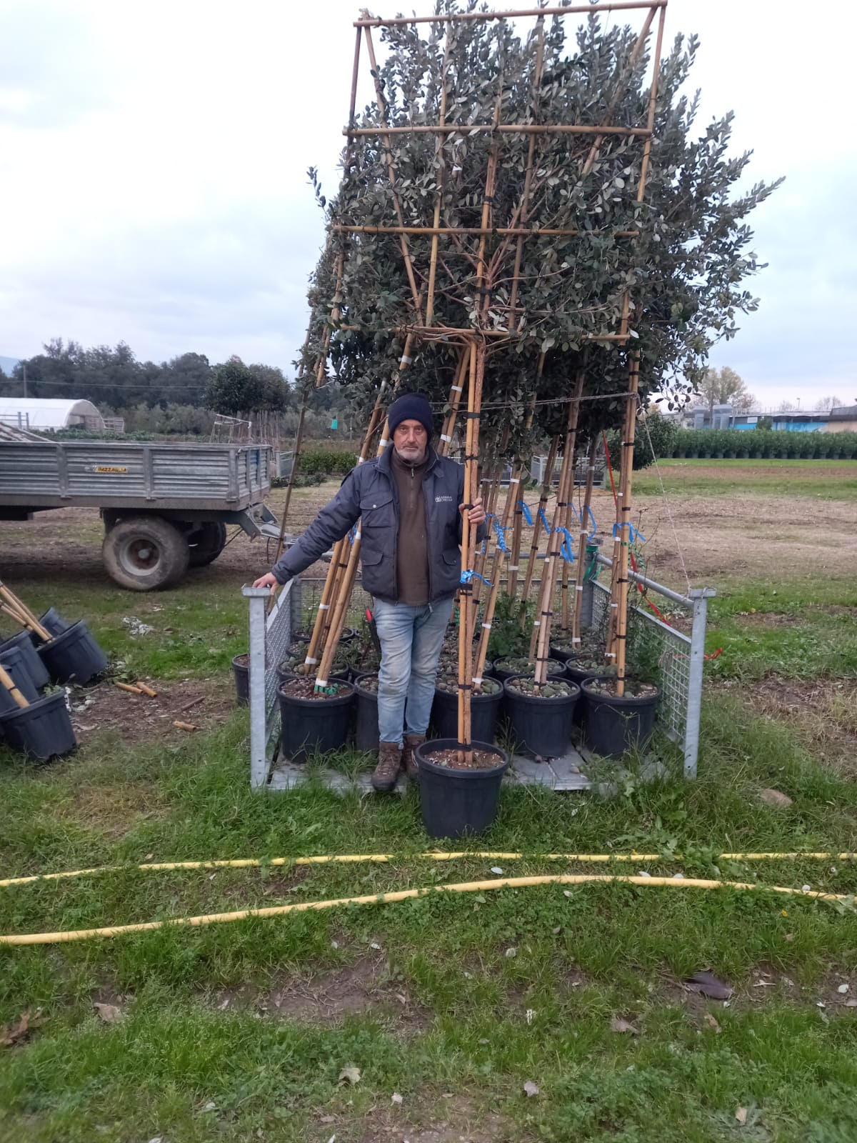 Feijoa sellowiana - Pleached (180-190cm clear stem)