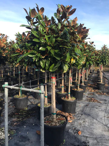 Magnolia Grandiflora - 1/2 Standard Trees (90-110cm clear stem)