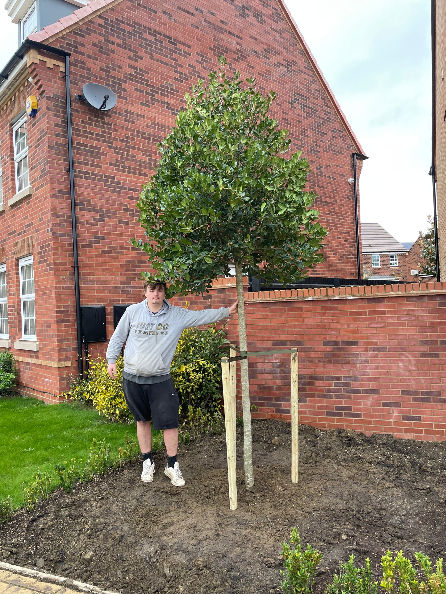 Ilex - Nellie R Stevens - Standard Tree (180-190cm clear stem)