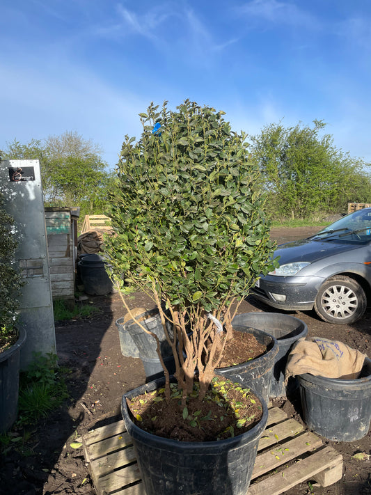 Viburnum tinus - Multistem
