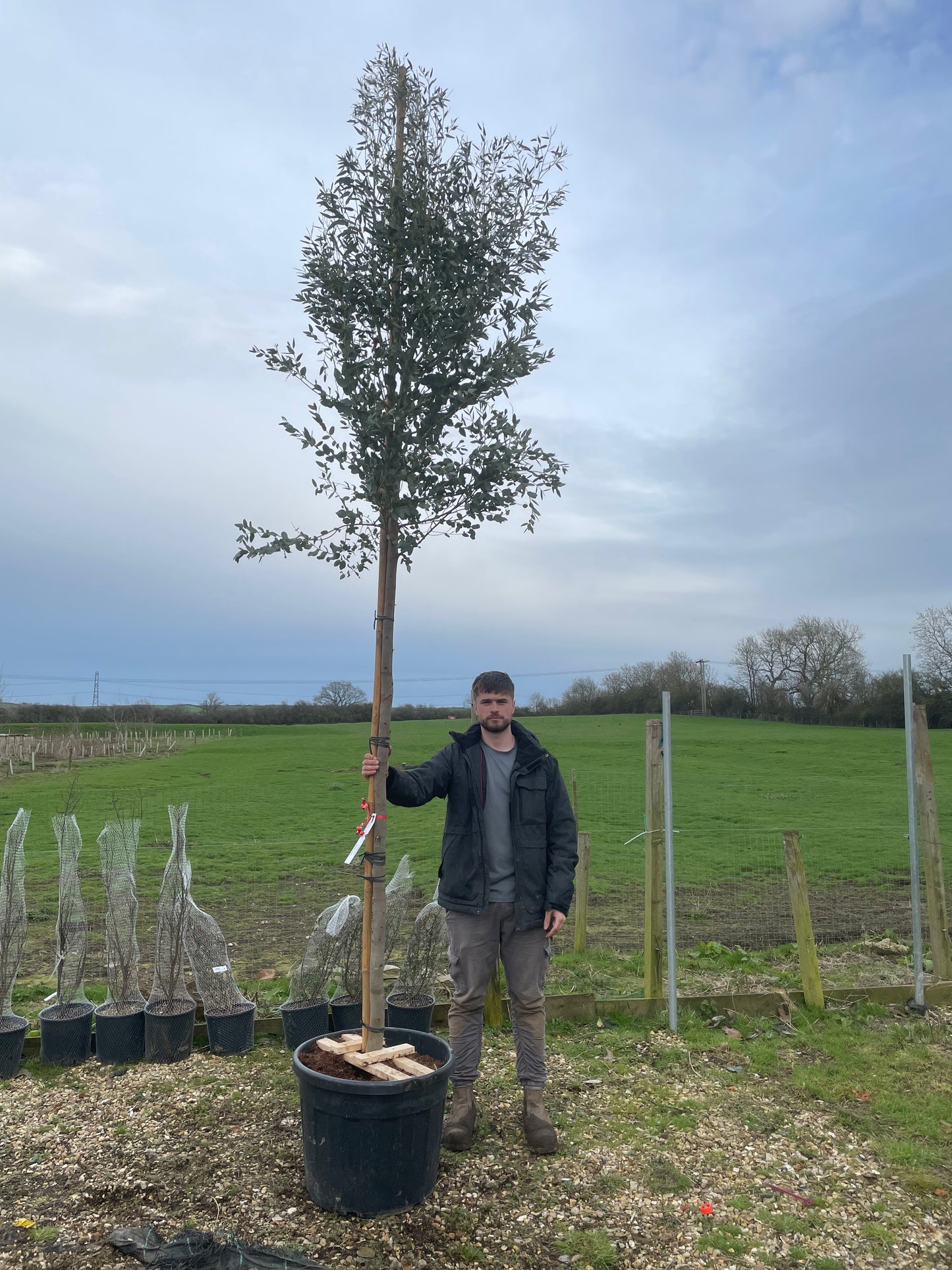 Eucalyptus gunnii - Full standard