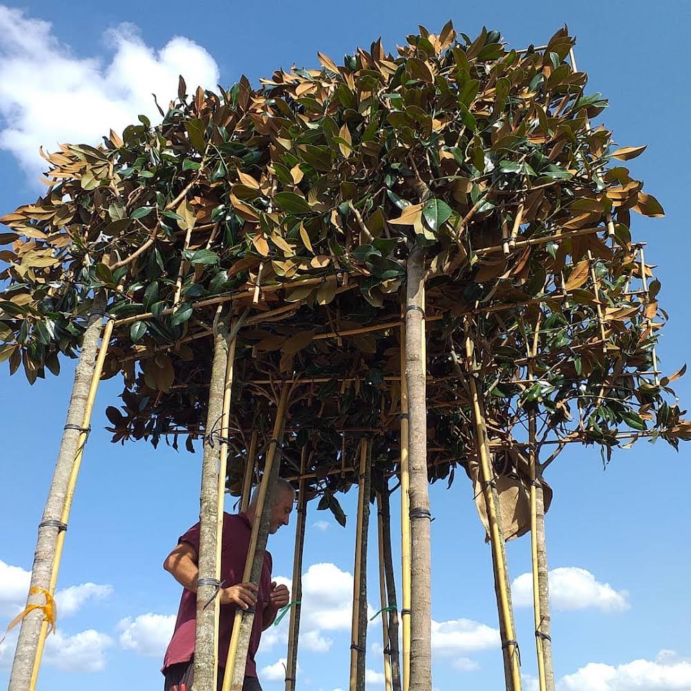 Mature Pleached magnolia - Magnolia grandiflora (180-200cm clear stem)