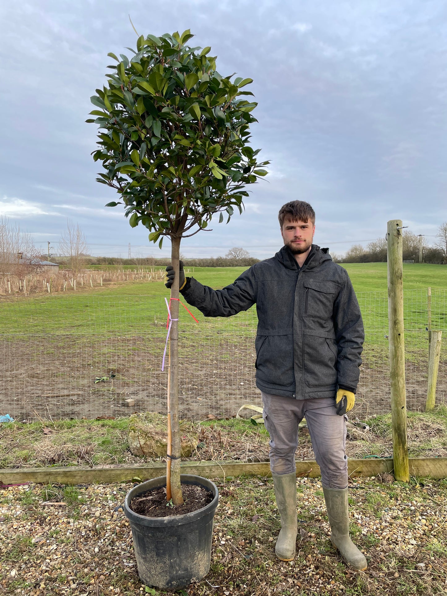 Red Robin - 3/4 Standard Trees - Lollipop head (150-160cm clear stem)