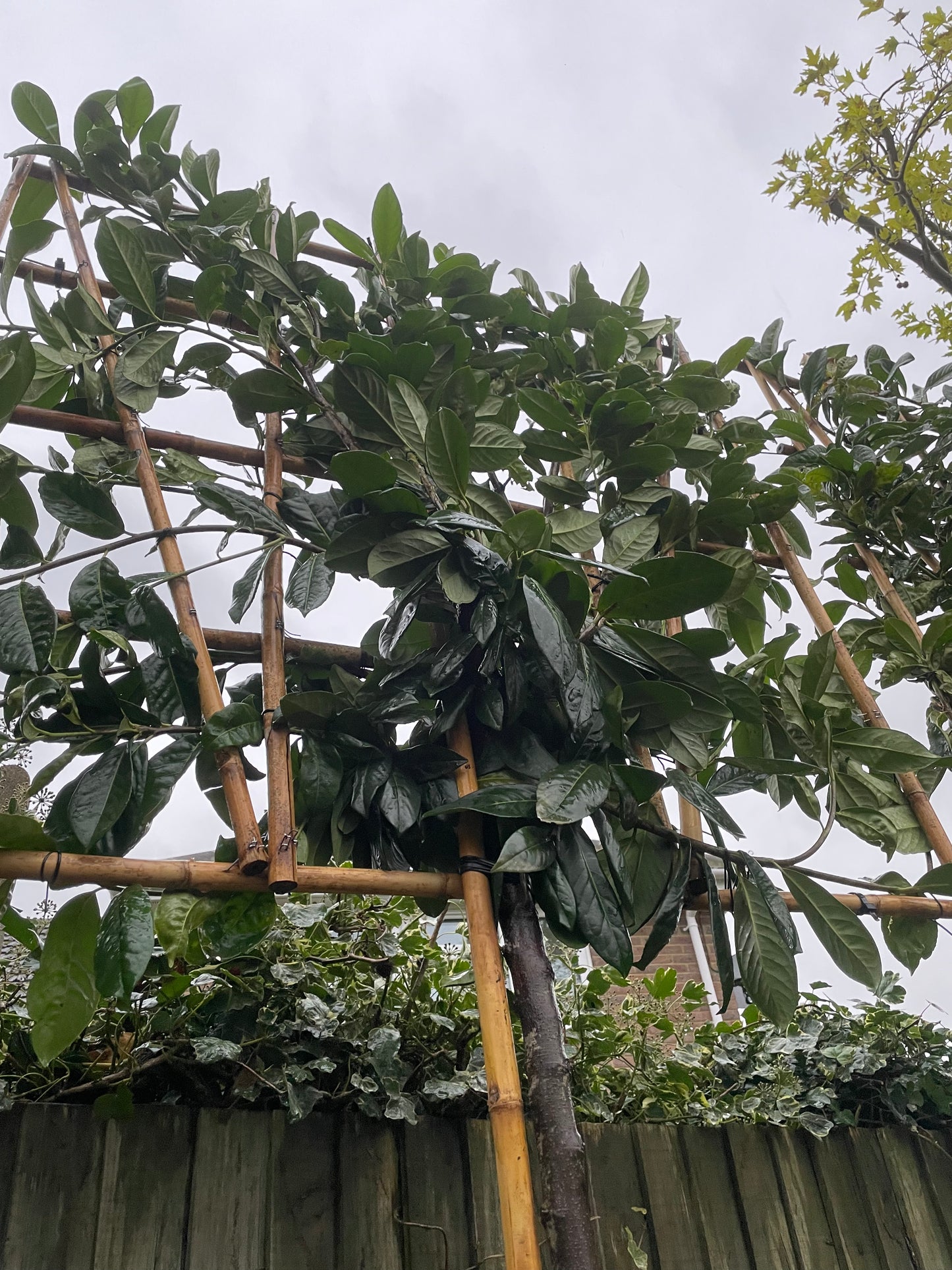 Prunus laurocerasus 'Rotundifolia' (English Cherry Laurel) -  full standard (180-190cm clear stem) Pleached