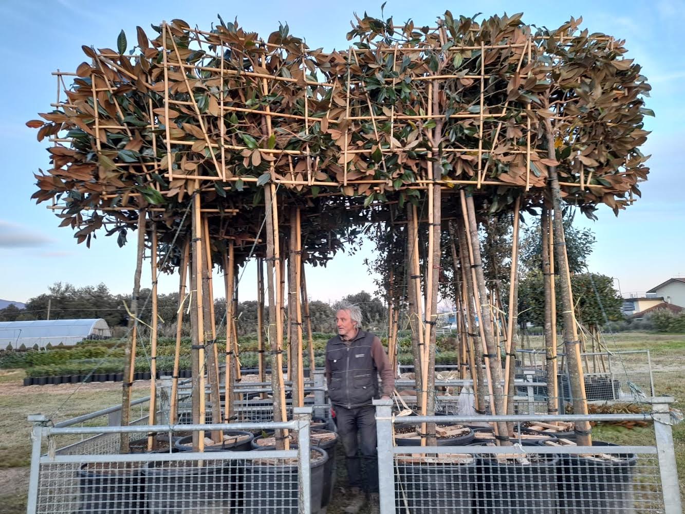Mature Pleached magnolia - Magnolia grandiflora (180-200cm clear stem)