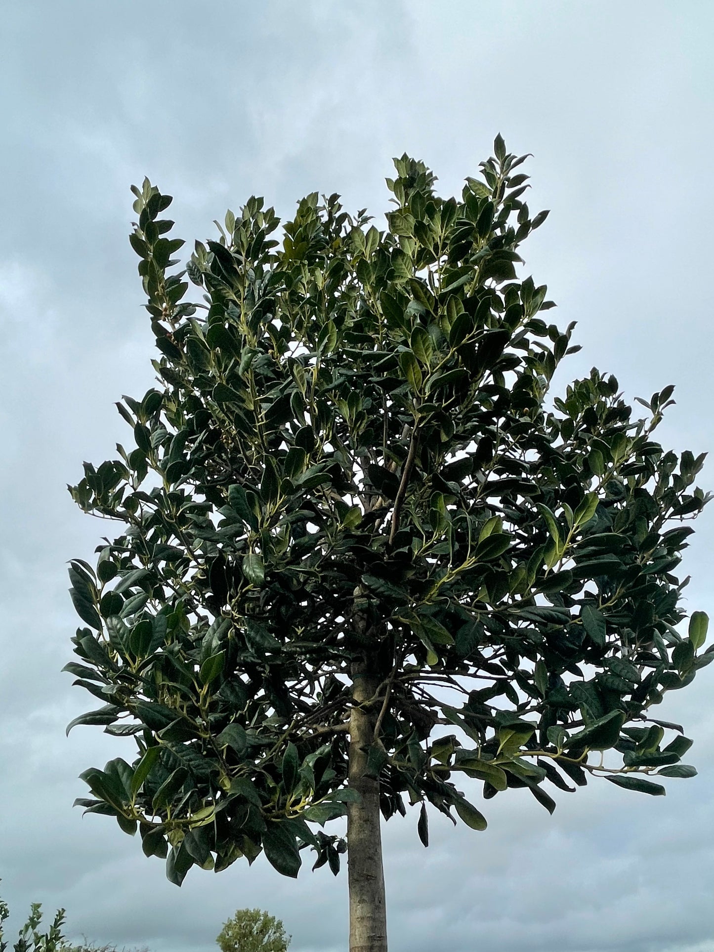 Ilex - Nellie R Stevens - Standard Tree