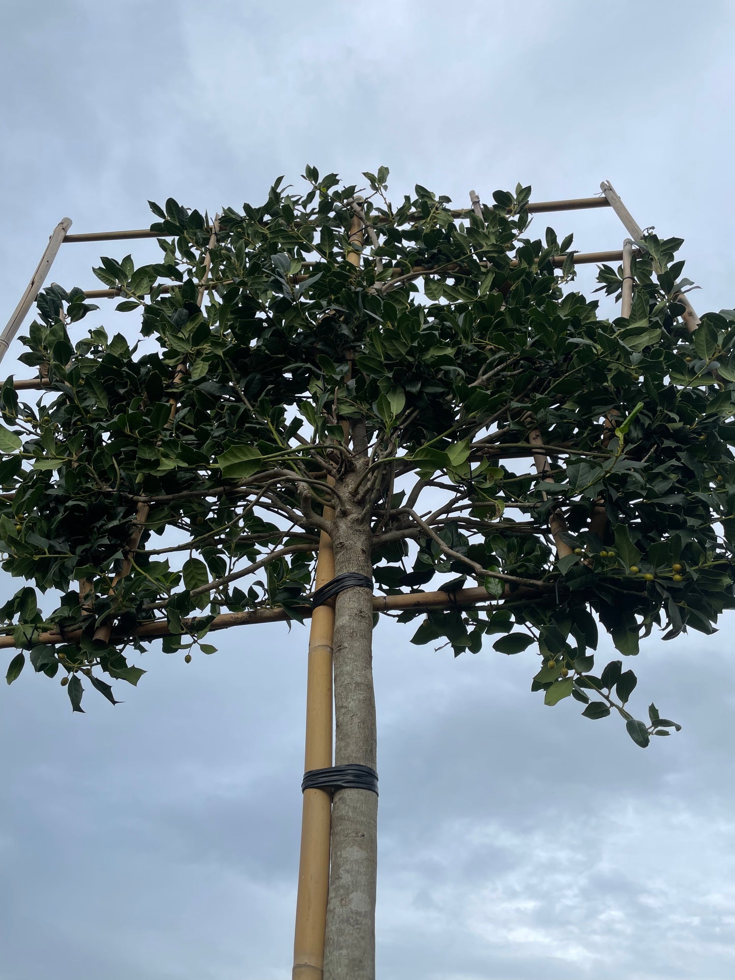 Pleached Camellia 'Te Deums' (180-200cm clear stem)