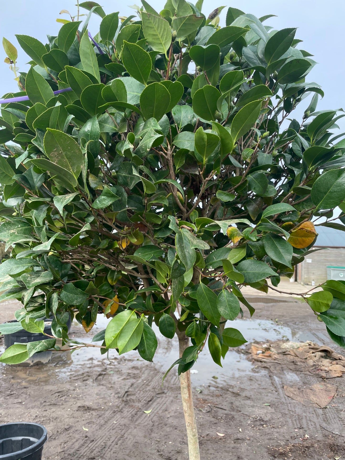 Cameillia japonica 'Gran sultano' - 1/2 Standard trees (90-110cm clear stem)