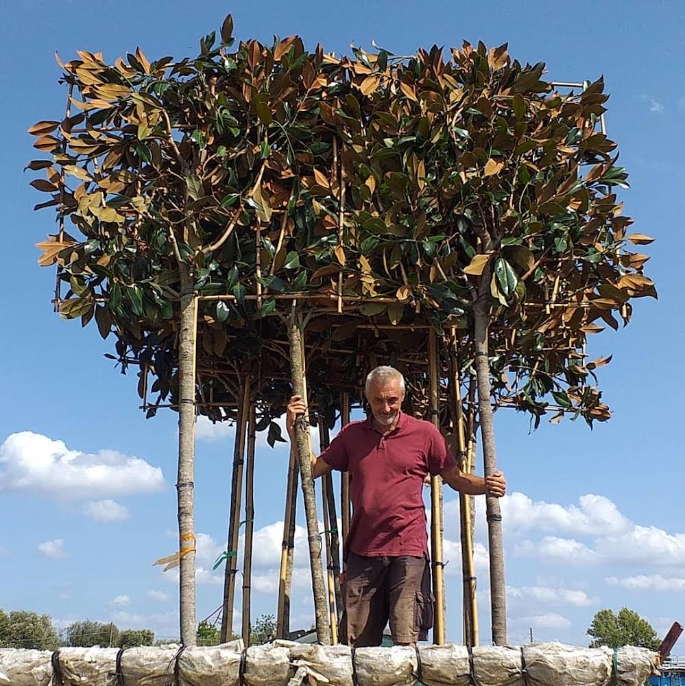 Mature Pleached magnolia - Magnolia grandiflora (180-200cm clear stem)