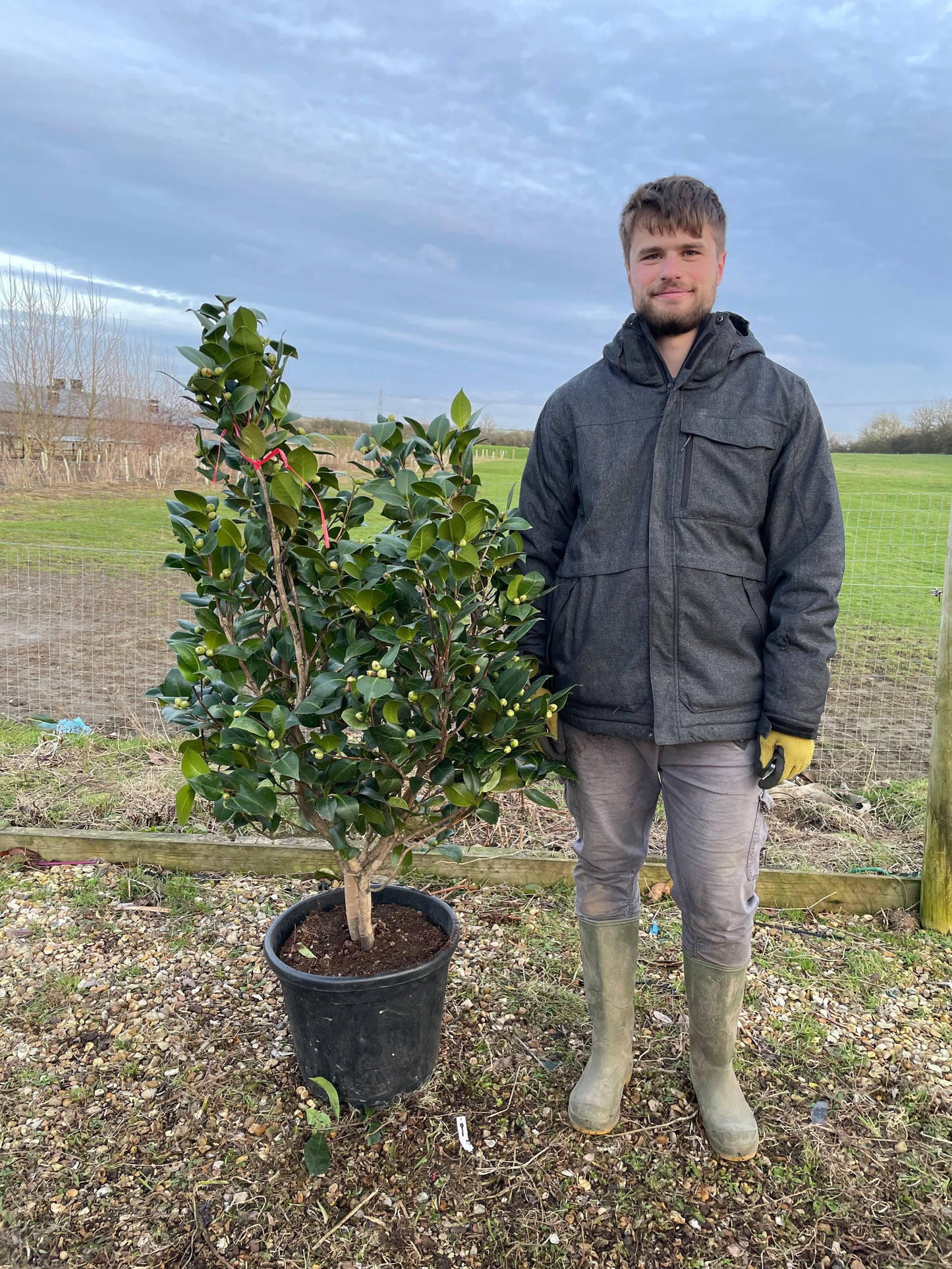 Camellia Snowball - Hedge