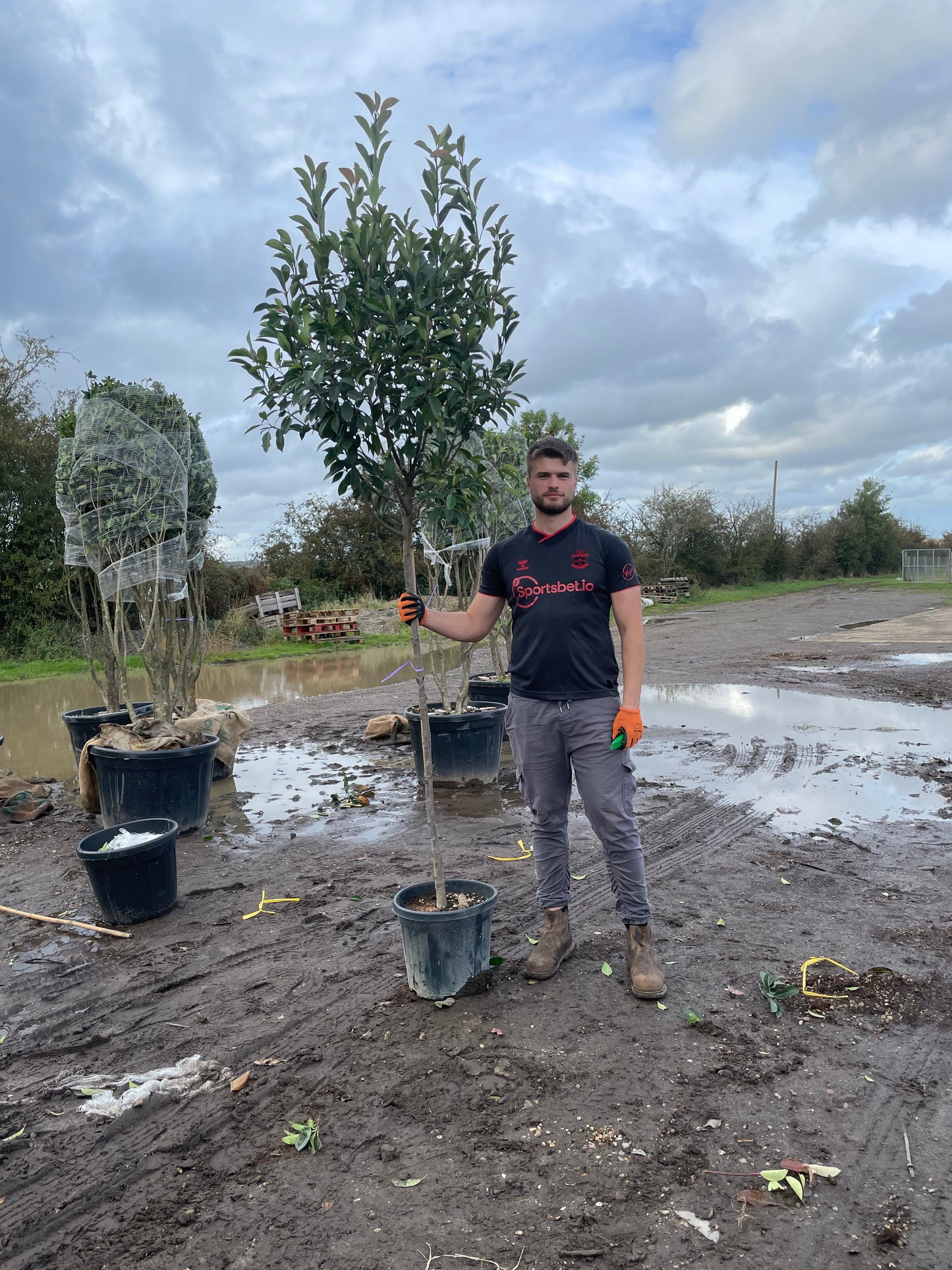 Red Robin - 3/4 standard trees (150 -160cm clear stem)