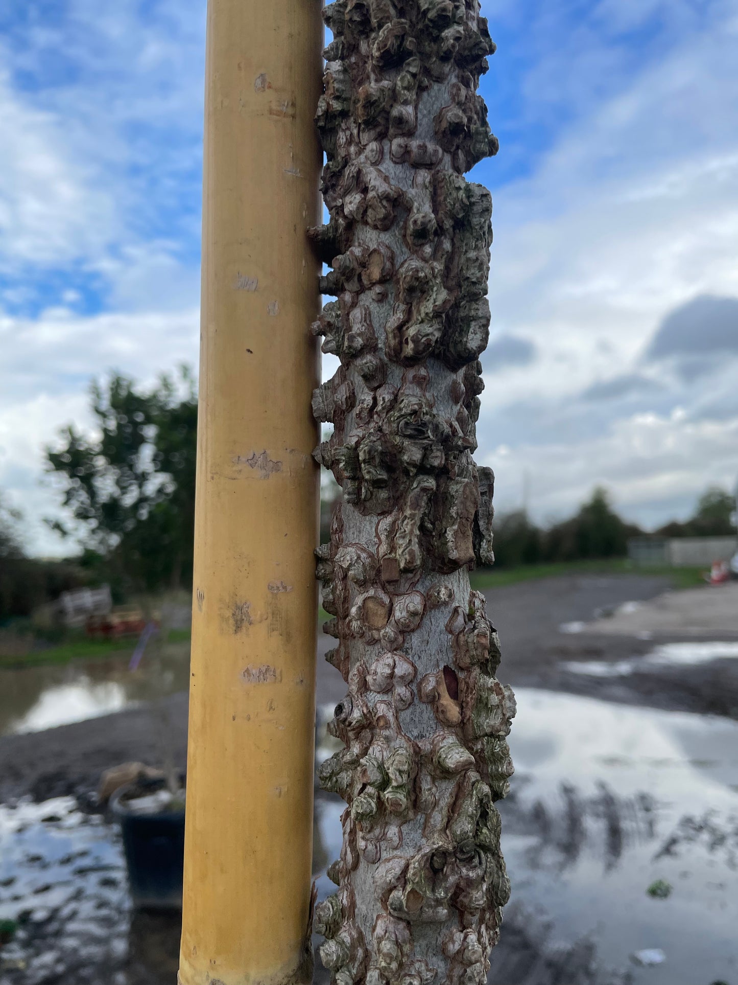 Liquidambar styraciflua - Pleached
