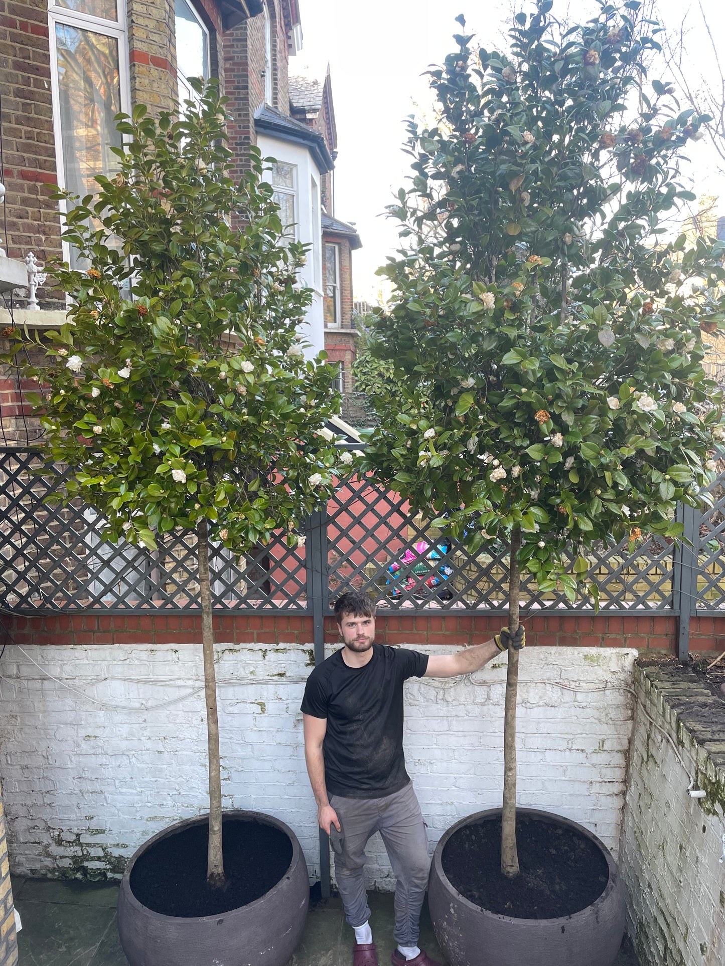 Camellia japonica 'snowball' Standard trees
