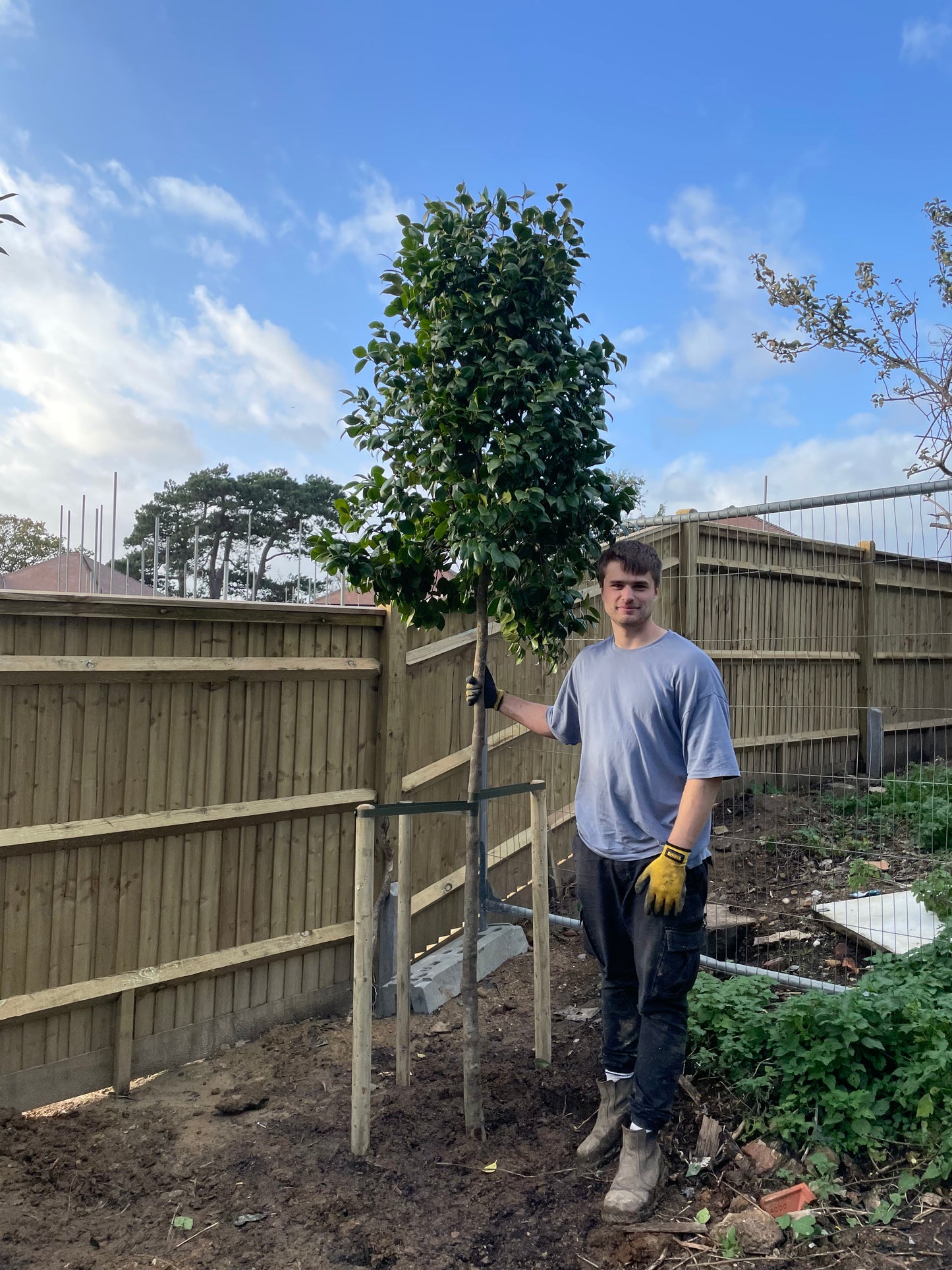 Camellia japonica 'Black lace' standard trees (180-200cm clear stem)