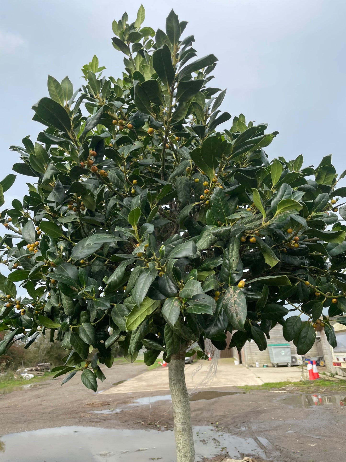 Ilex - Nellie R Stevens - 3/4 Standard Tree