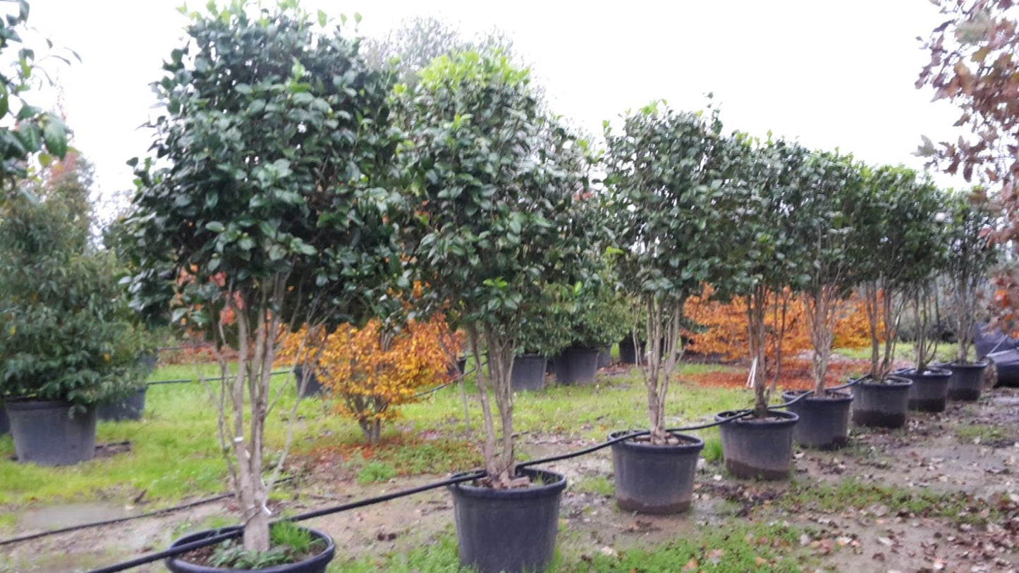 Camellia japonica 'Snowball' multistem