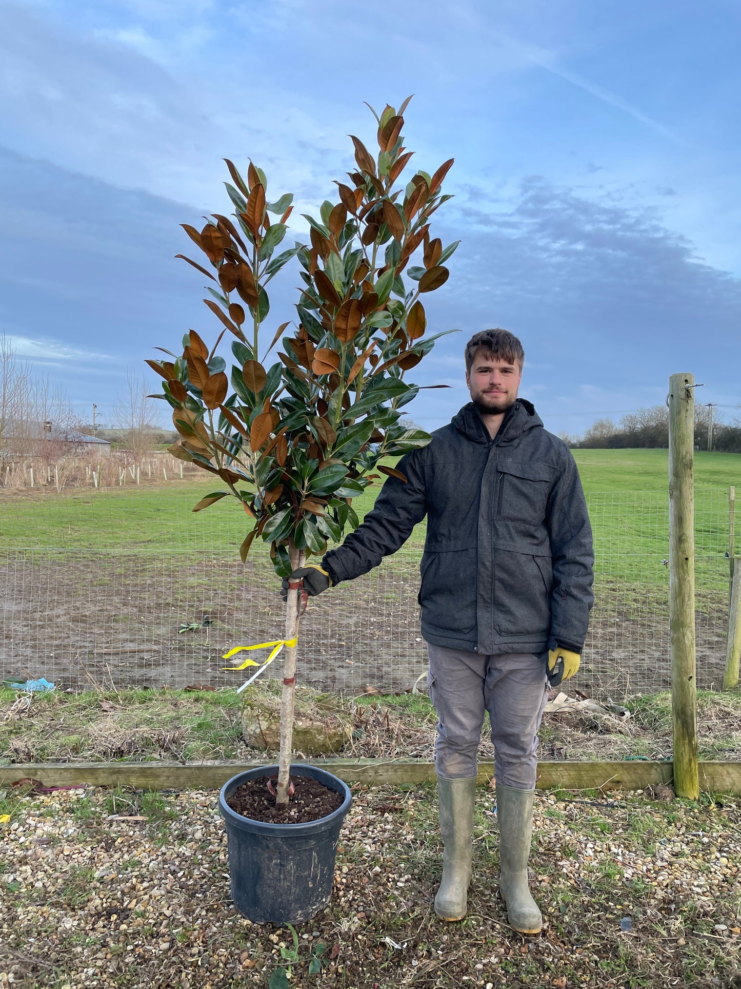 Magnolia Grandiflora - 1/2 Standard Trees (90-110cm clear stem)