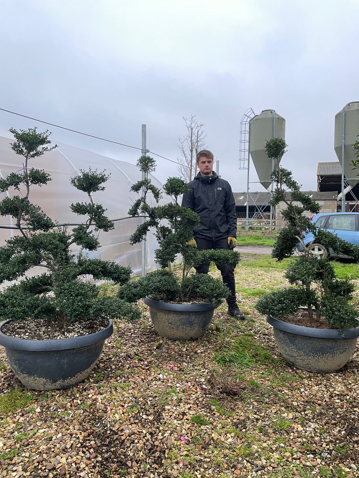 Ilex Crenata Bonsai trees