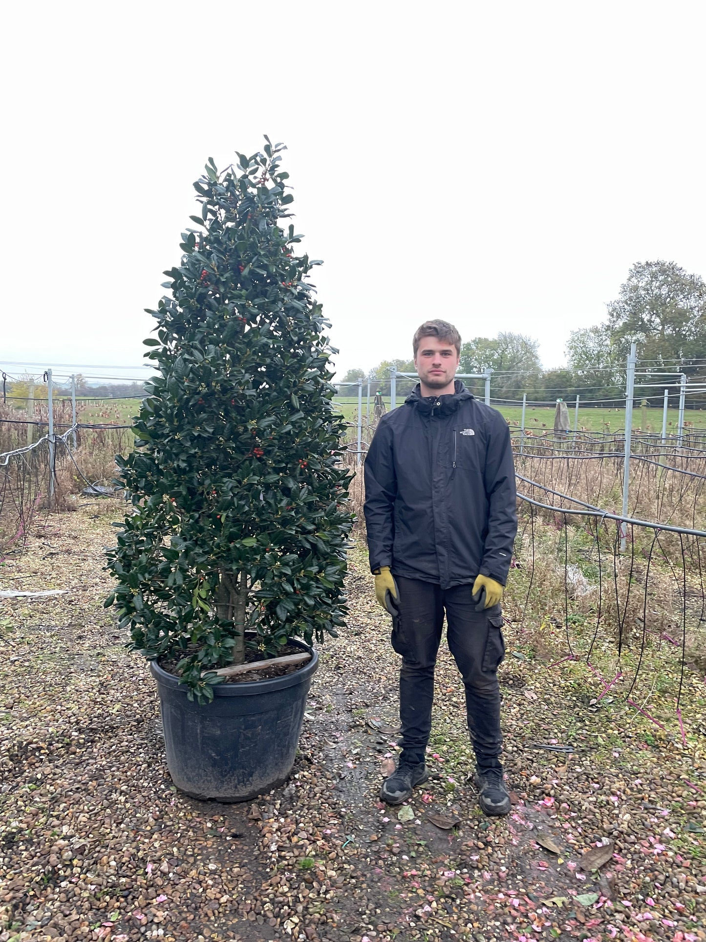 Ilex Nellie R Stevens - Cones