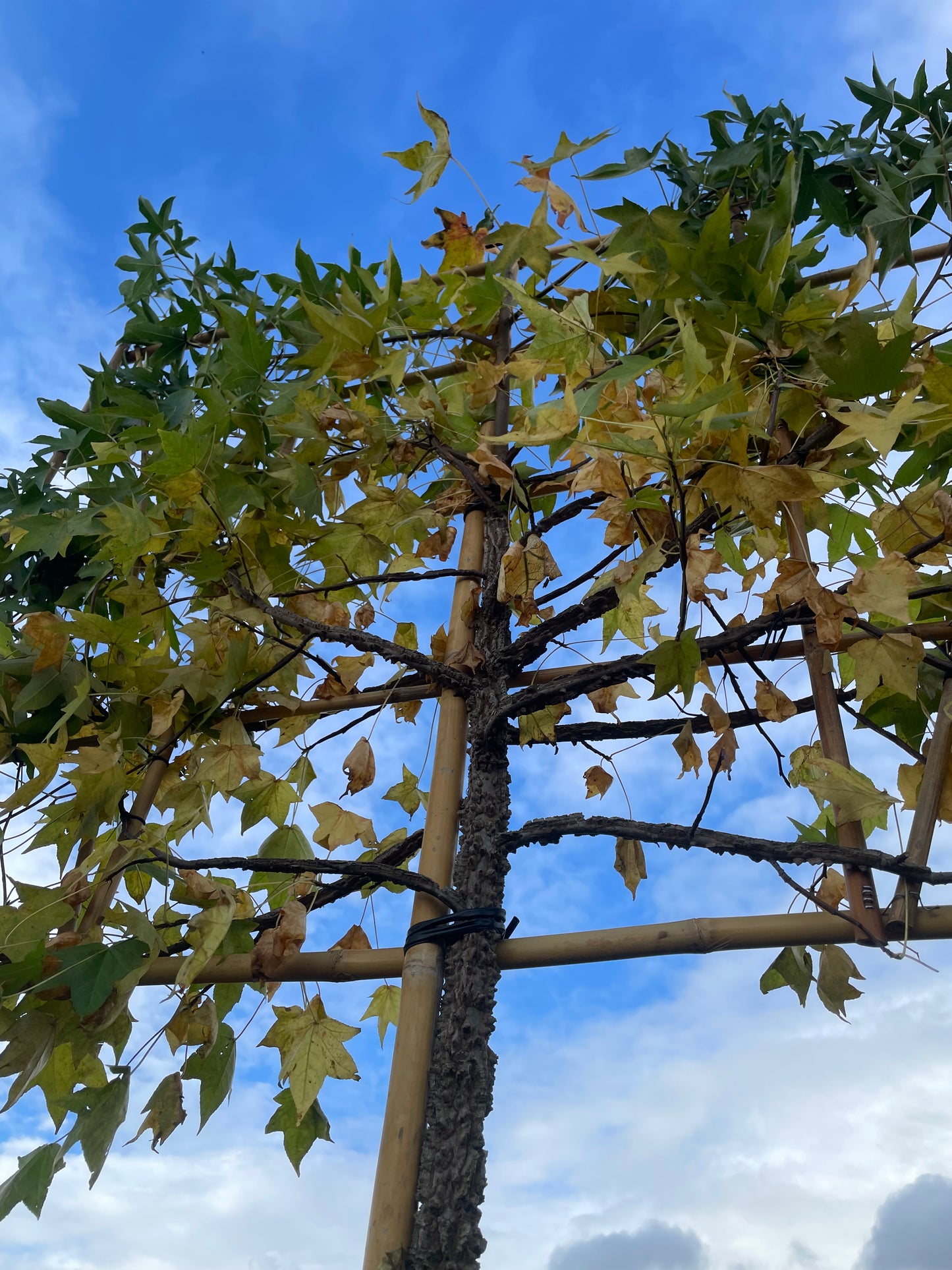Liquidambar styraciflua - Pleached
