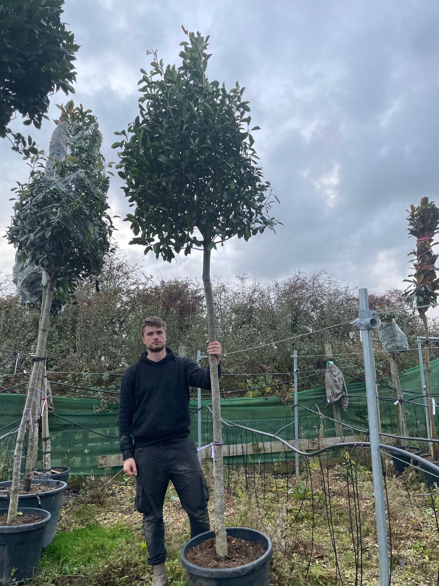 Red Robin - Standard Trees (180-200cm clear stem)