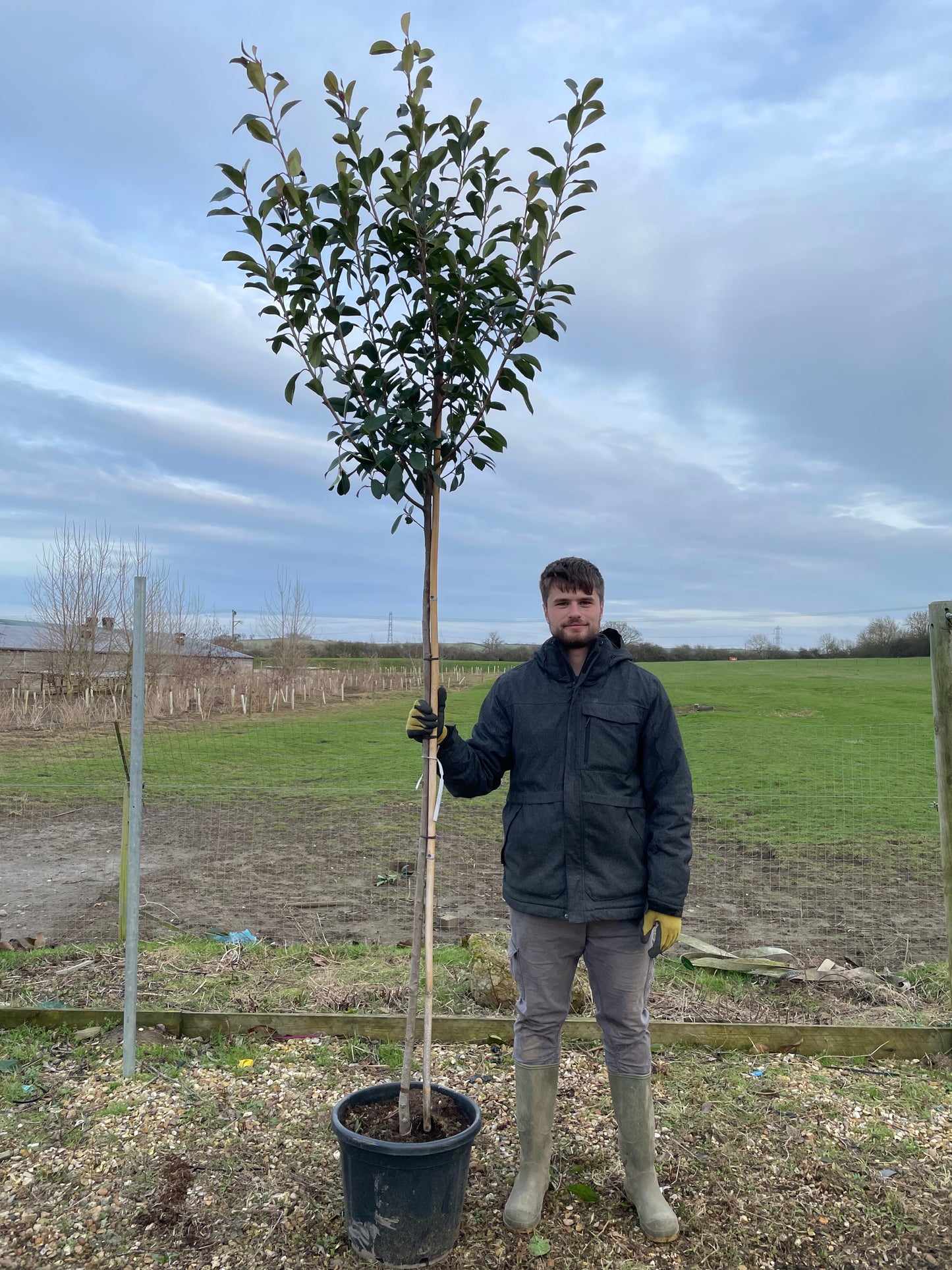 Red Robin - 3/4 standard trees (150 -160cm clear stem)