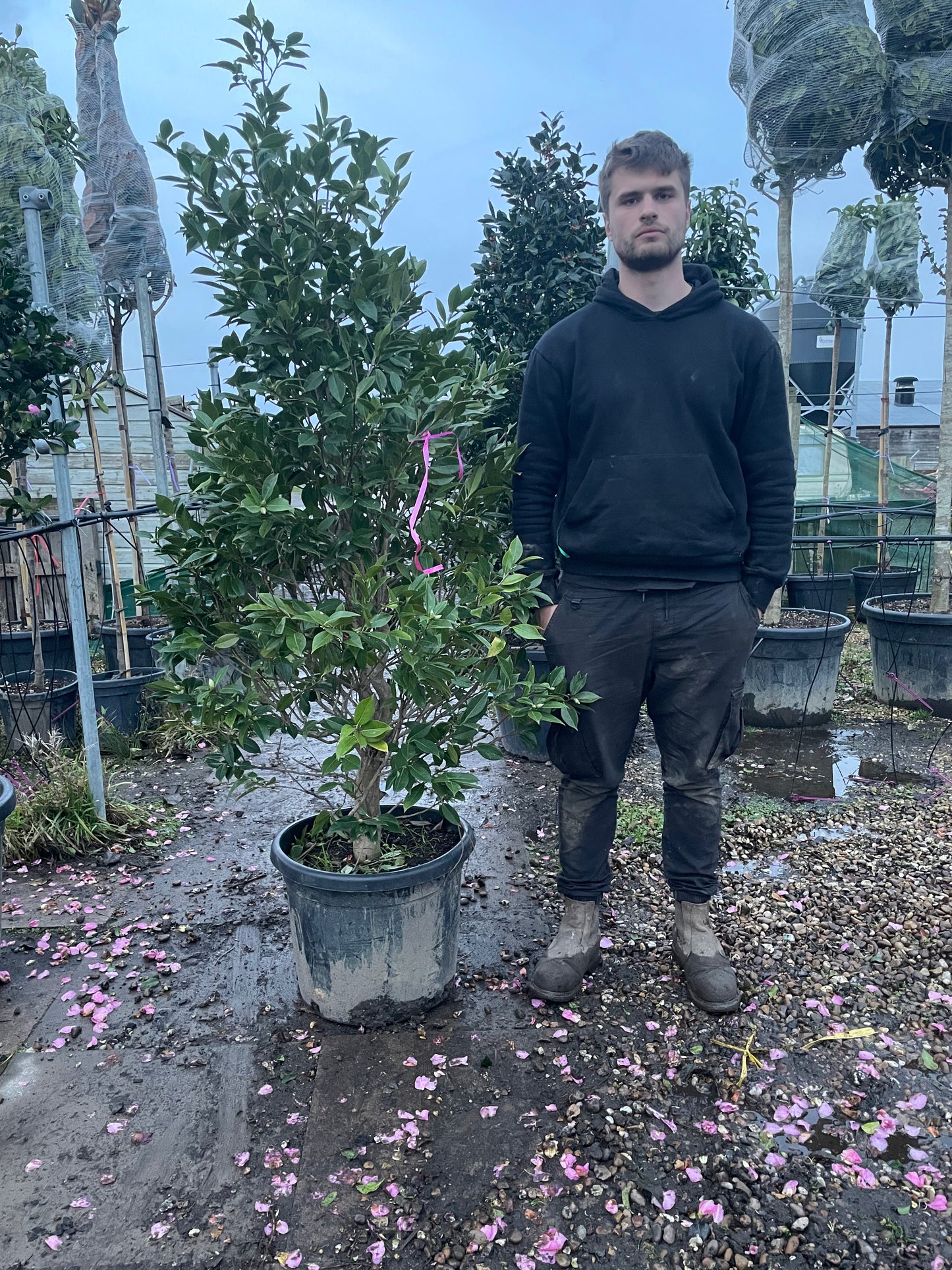 Camellia Snowball - Hedge