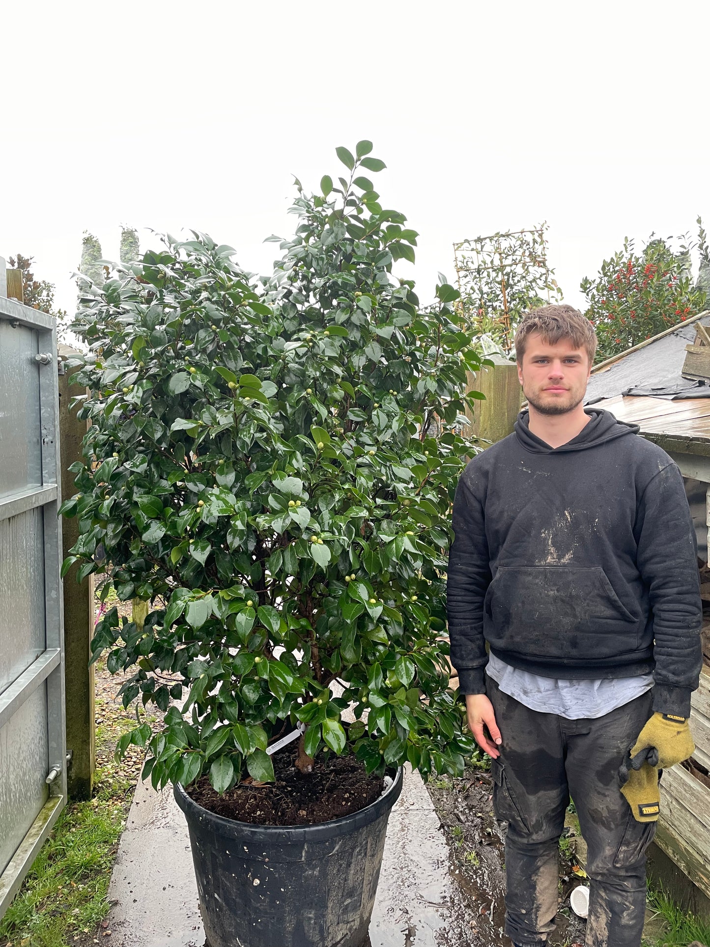 Camellia Snowball - Hedge