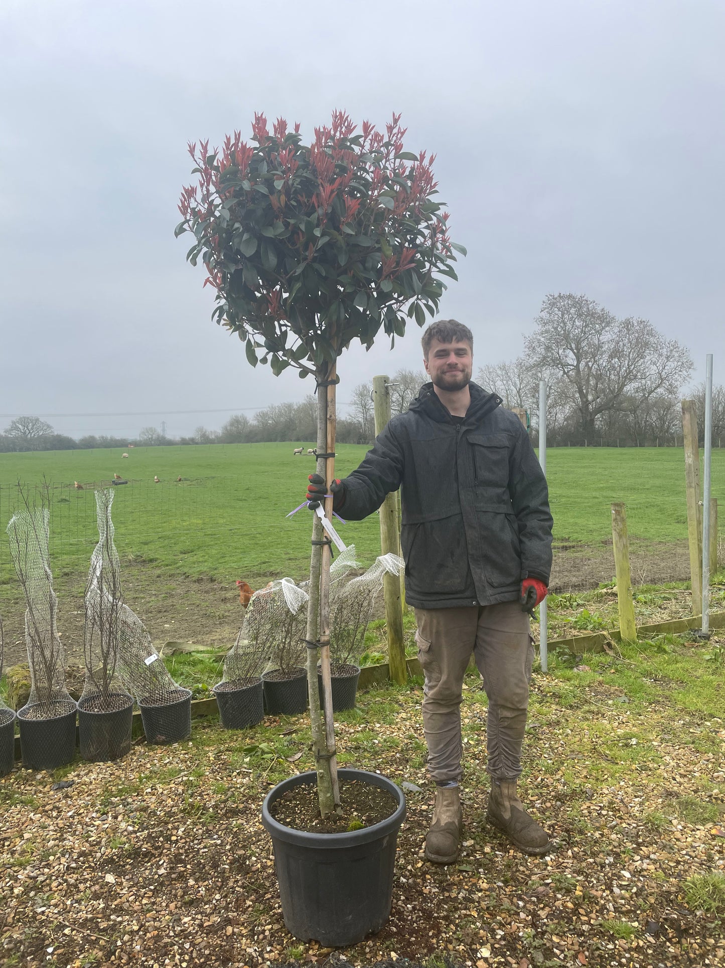 Red Robin - 3/4 Standard Trees - Lollipop head (150-160cm clear stem)