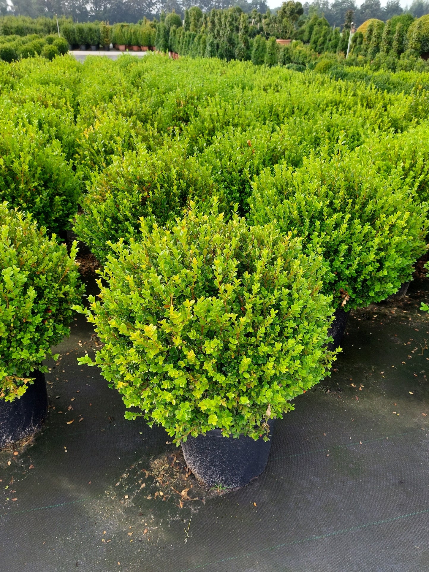 Buxus sempervirens 'Box Ball"