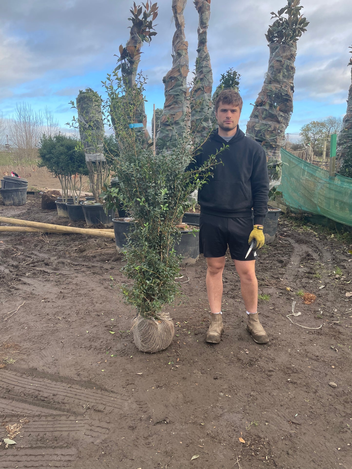 Osmanthus Burkwoodi hedging ~ Rootball