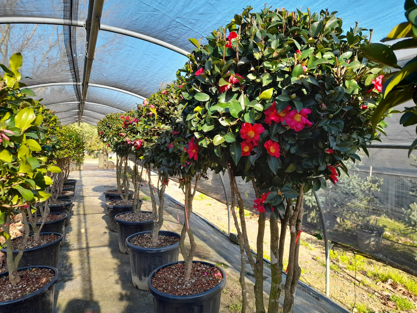 Camellia sasanqua Kanjiro - Multistem