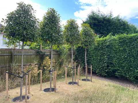 Planting kit - Large trees