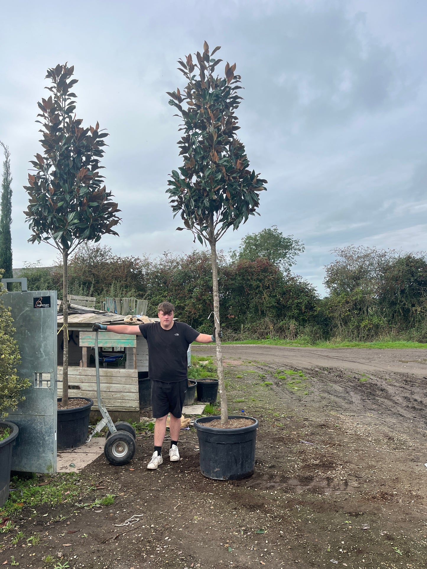 Magnolia Grandiflora - Standard Trees (180-190cm clear stem)